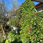 Soeguet Erol Koey Evi Holiday home Taslica