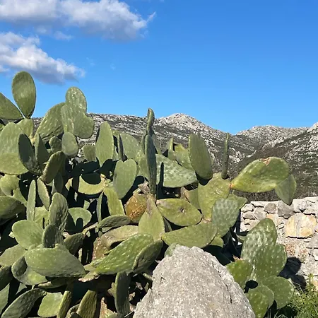 Soeguet Erol Koey Evi * Taslica