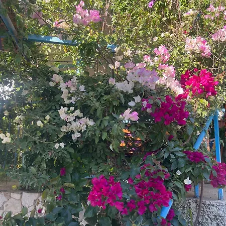 Soeguet Erol Koey Evi Holiday home