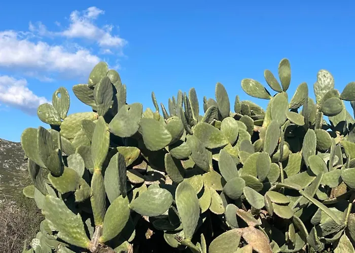 Soeguet Erol Koey Evi