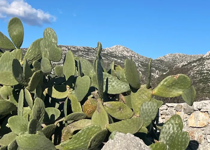 Soeguet Erol Koey Evi * Taslica